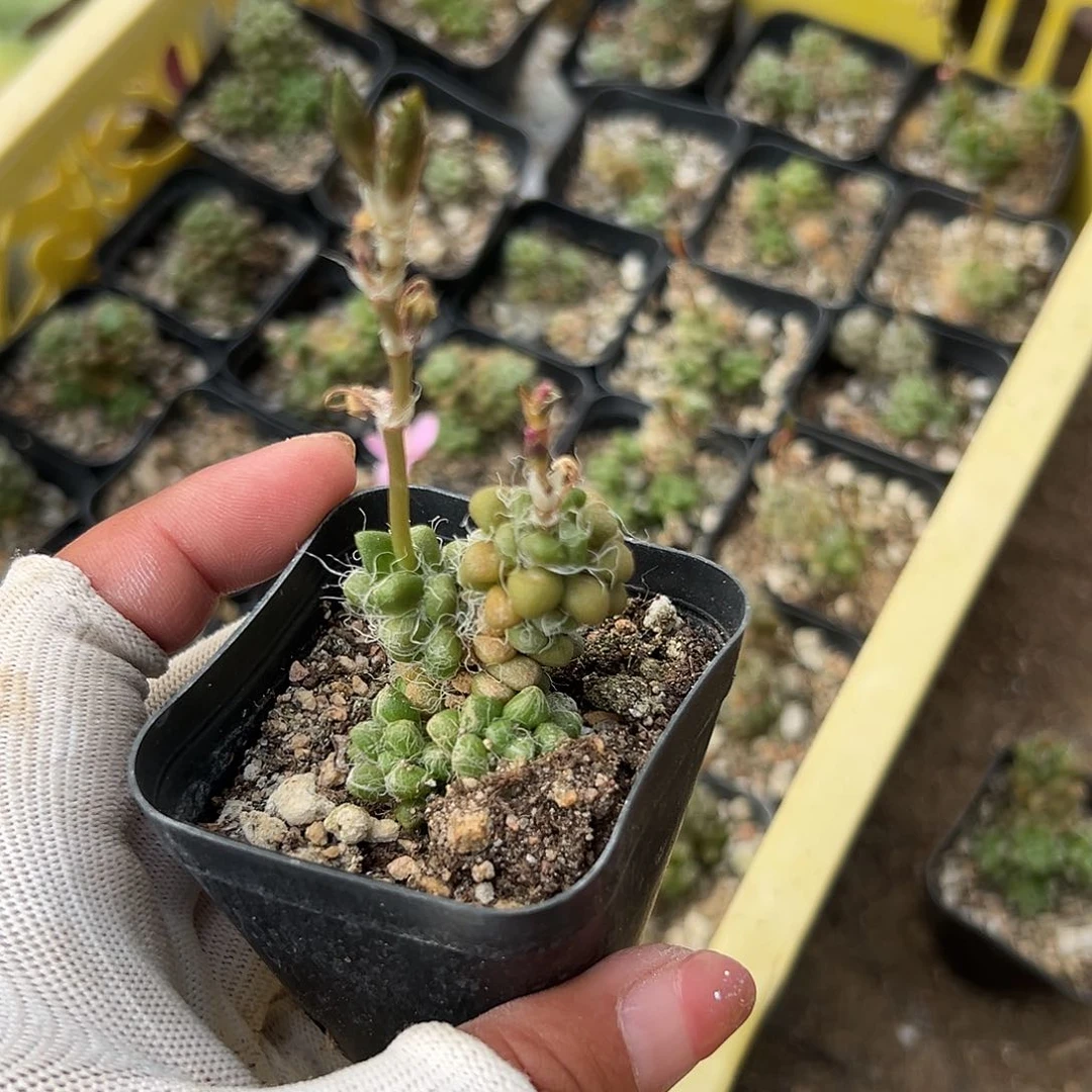 多肉植物茶笠开花