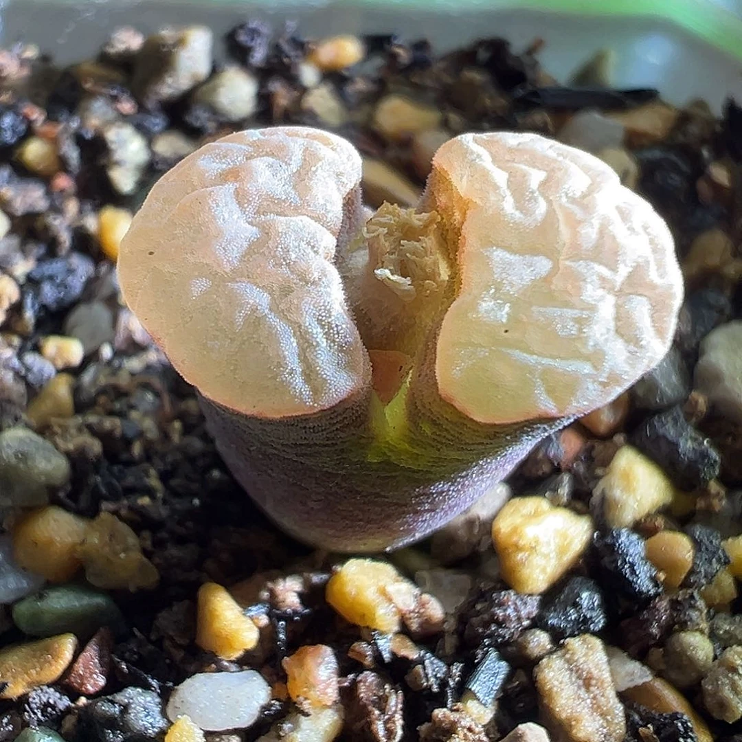 磁铁杂。