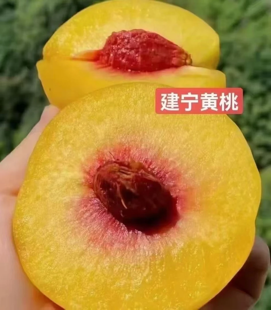 建宁高山锦绣黄桃 5斤装