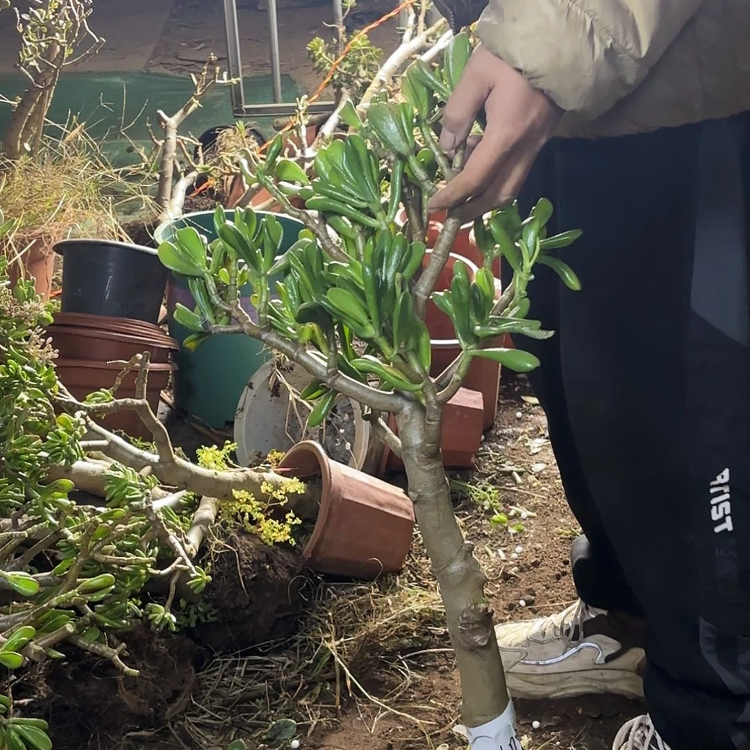 雨***人1088铲月吸财树带土球发货