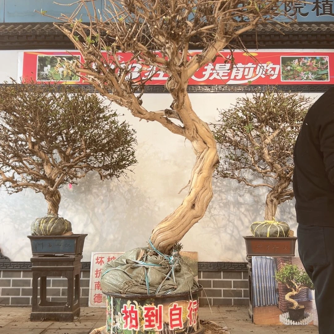 无花朵金银花开花555855