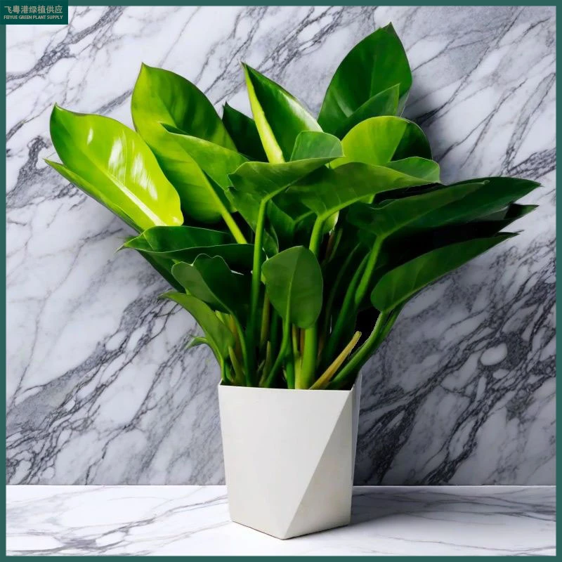 泰国大叶金钻蔓绿绒室内好养易活绿植盆栽叶子长青吸甲醛繁花