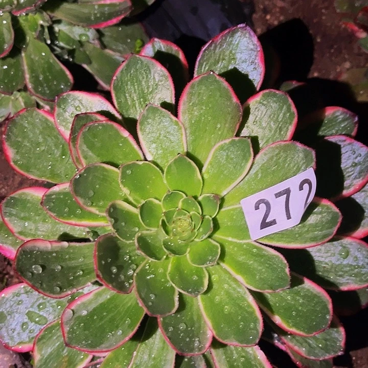 272粉花妖多肉植物处理不售后