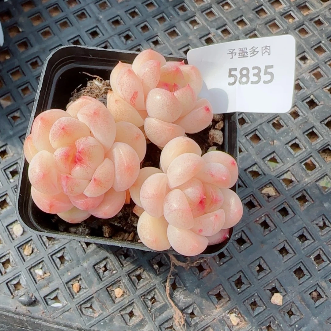 倾城珍妮，5835多肉植物