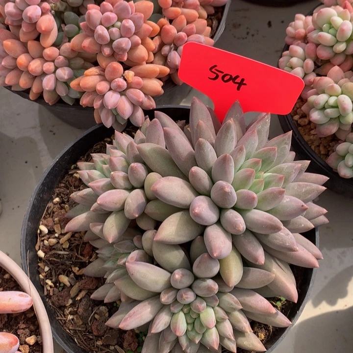 多替坠物72727272737