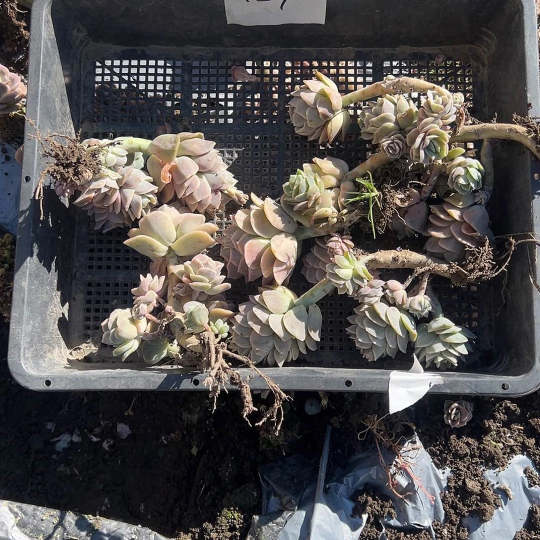 臭*草127不售后4颗