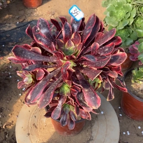 欧嘉莉捧花一物一拍