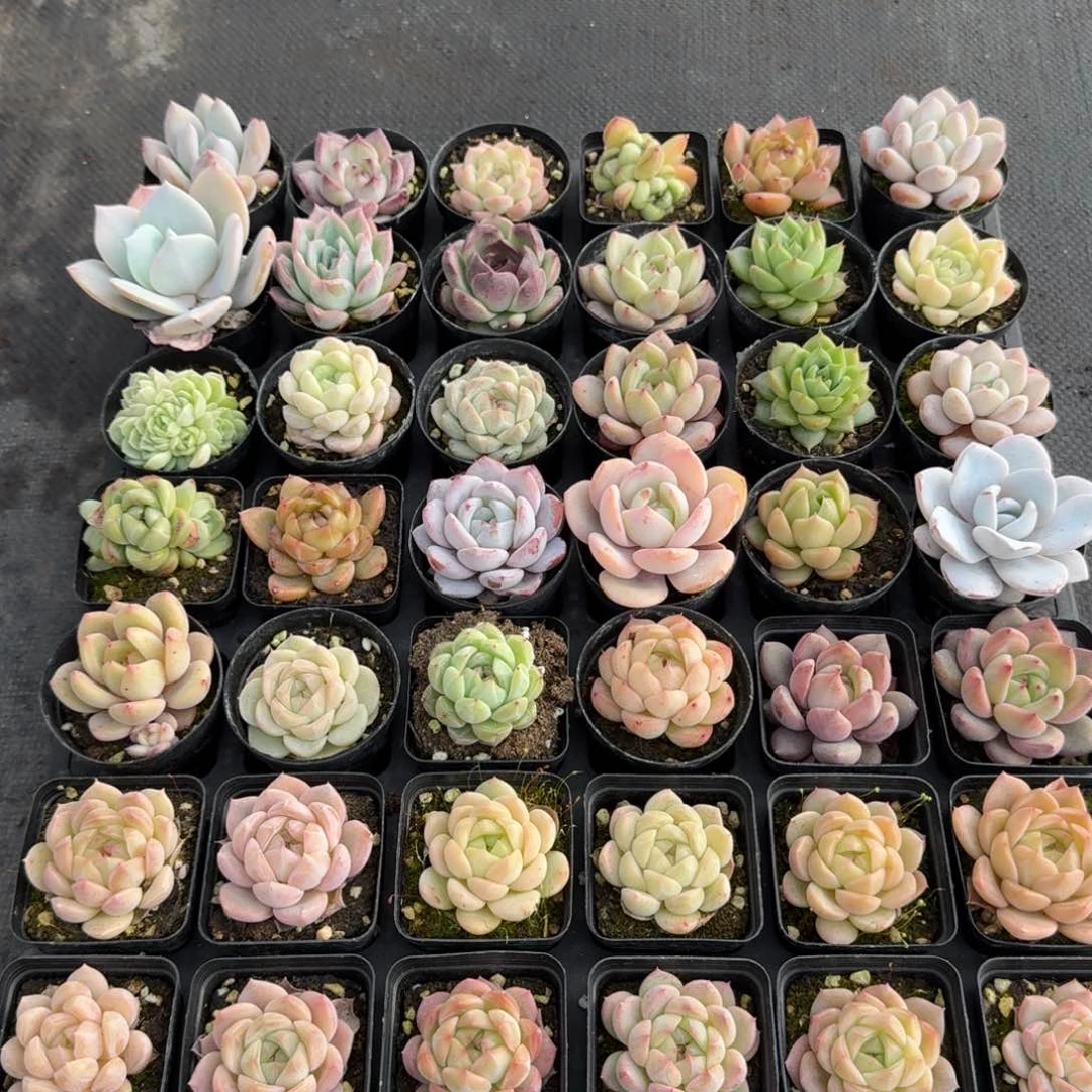 多肉杂交一物一拍11-21