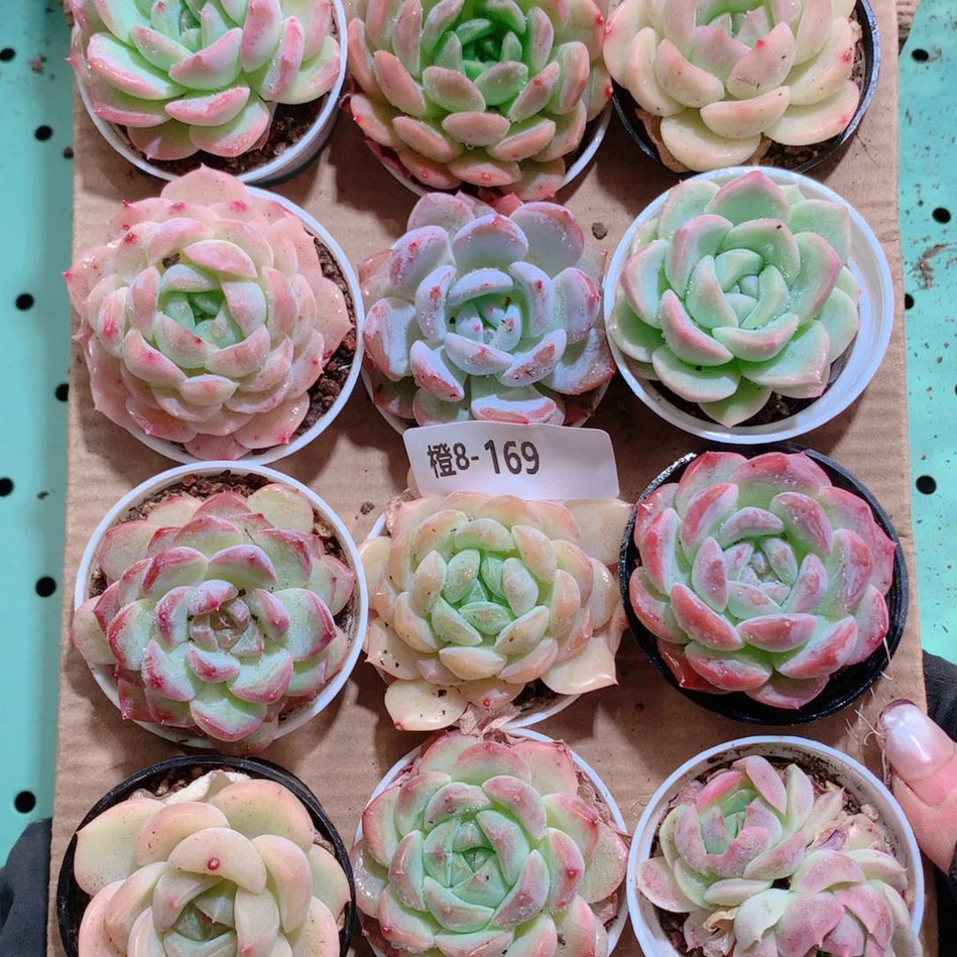 8-169一物一拍带盆18颗