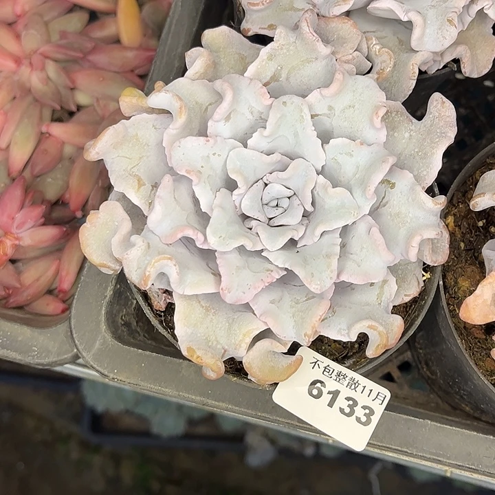 阿雅园艺。       6133饺子皮