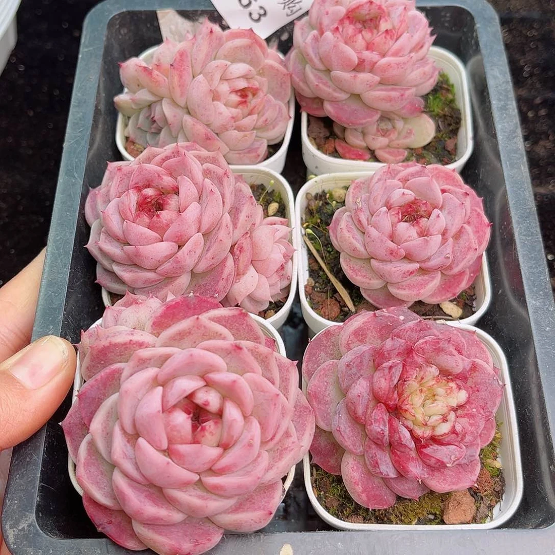 1-663 除新疆西藏内蒙12.8包邮 尺寸2-3厘米