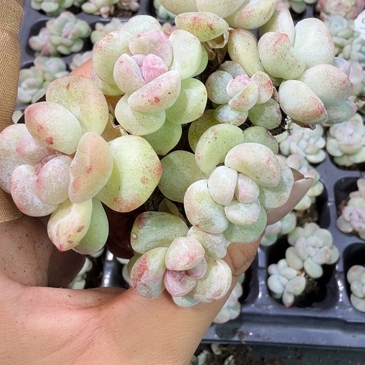 504号冰玉石化锦到手3颗