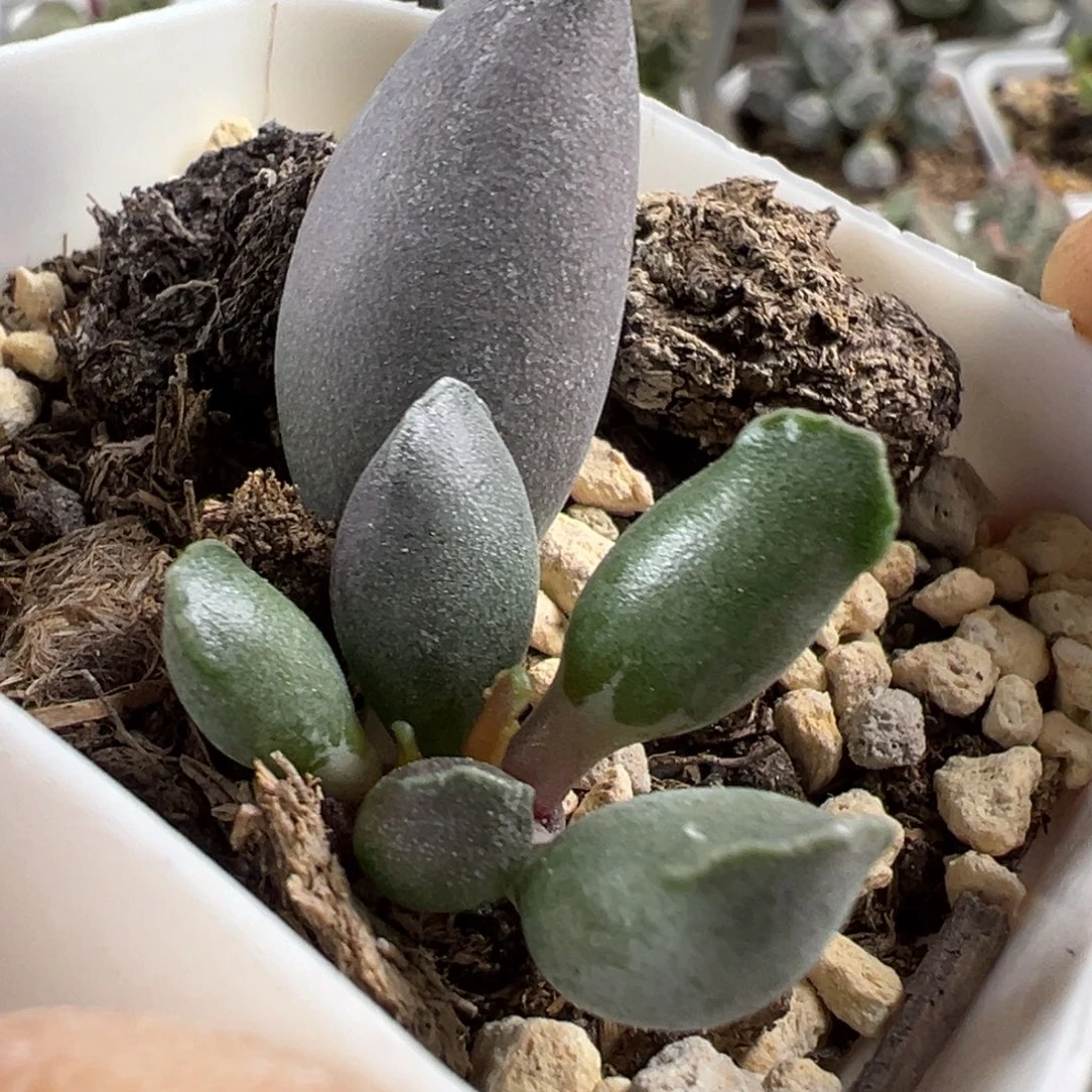 艺伎海豹多肉植物水泡