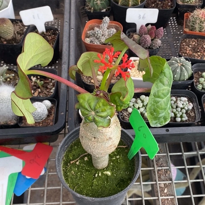 伯克利和格蕾纳等著名音乐家的