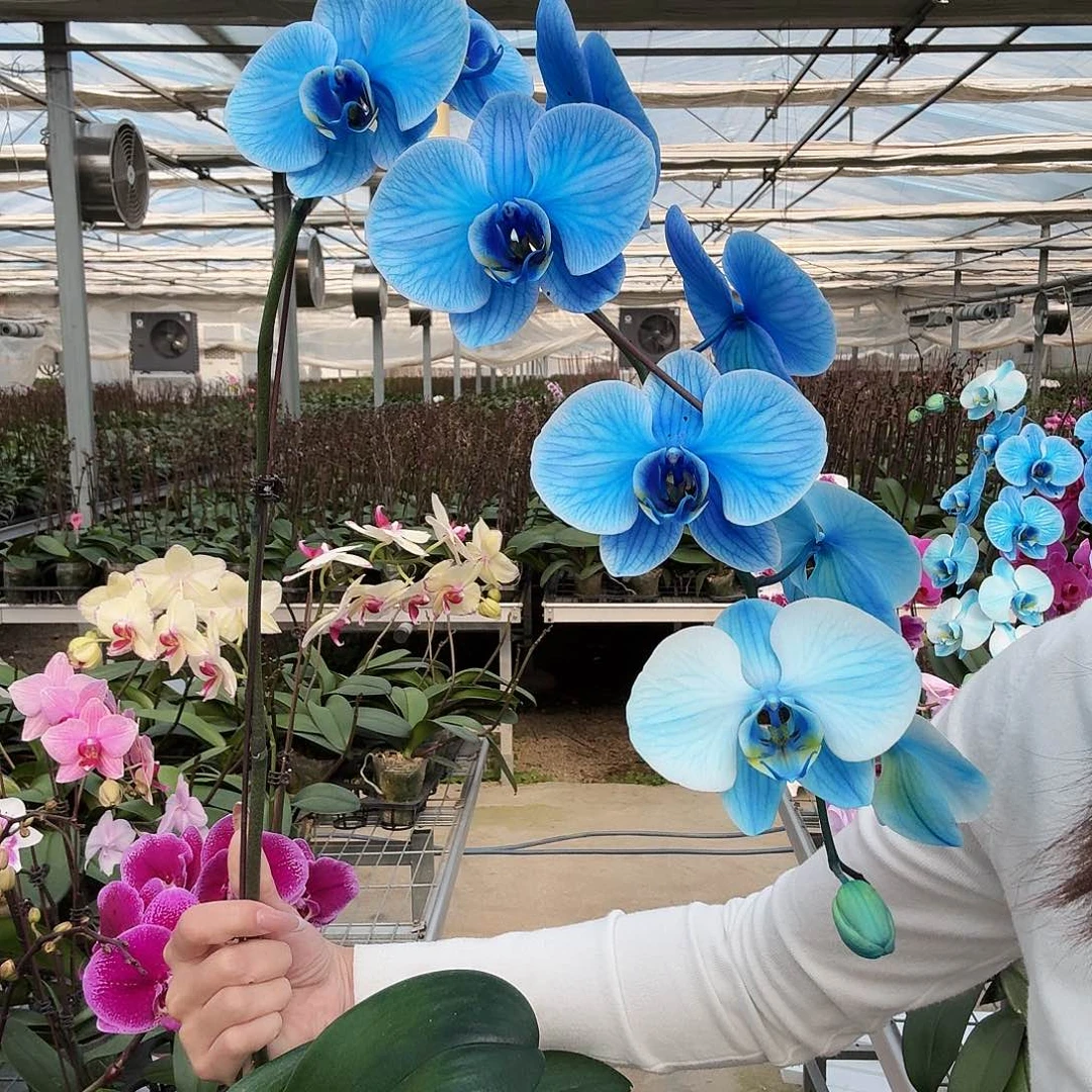 完全开放马卡龙蓝色