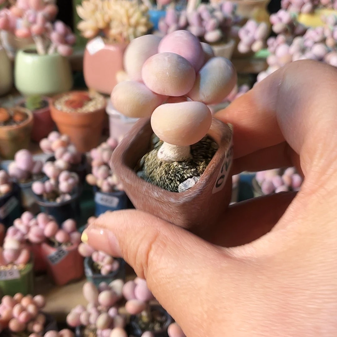 噗***利多肉植物的生长发育规律与生态