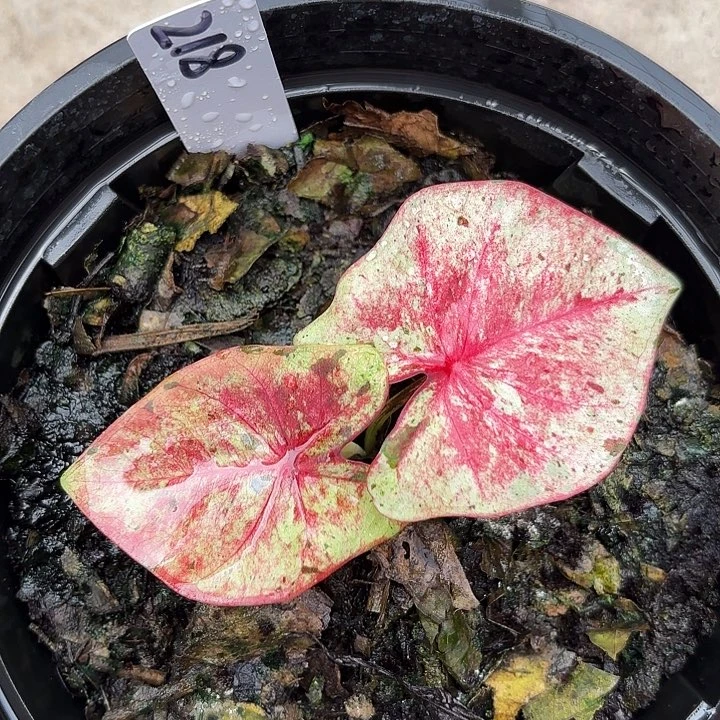 218-0601达摩广东现货