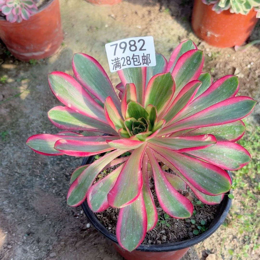 A. 7982红魔女多肉