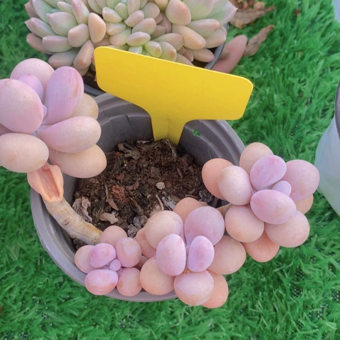 多肉植物，一物一拍，福利专场