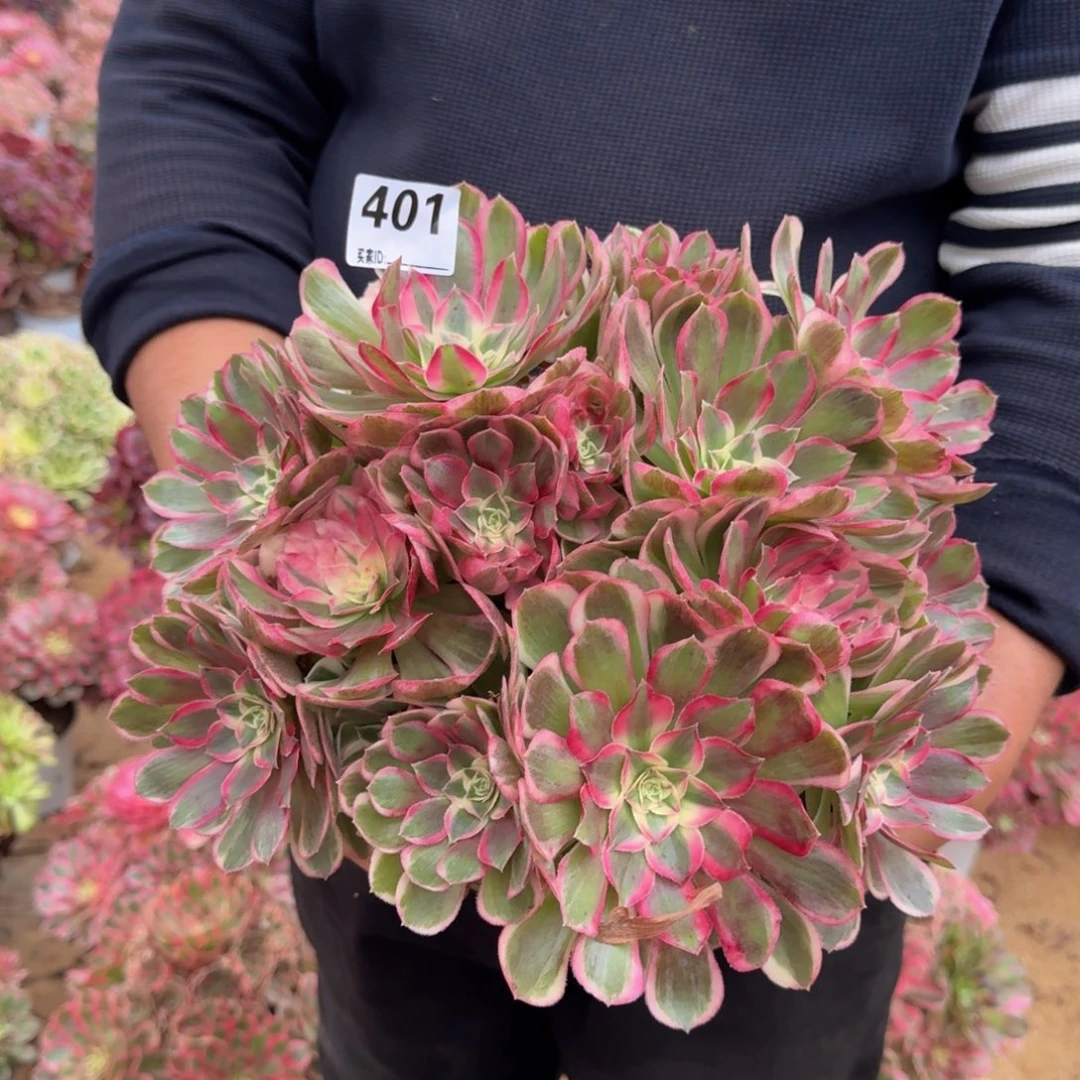 401孔雀多肉植物