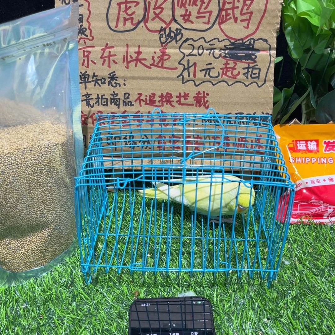 用***8虎皮鹦鹉金彩虎皮鹦鹉一只，一物一拍不退不换竞拍
