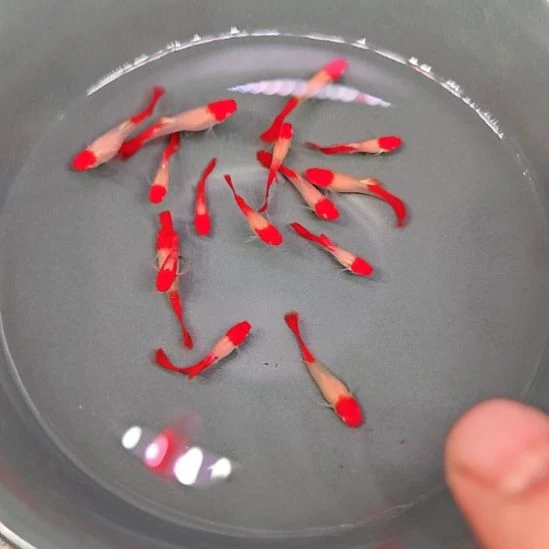 海水鸿运当头 2.5/3  3只包邮