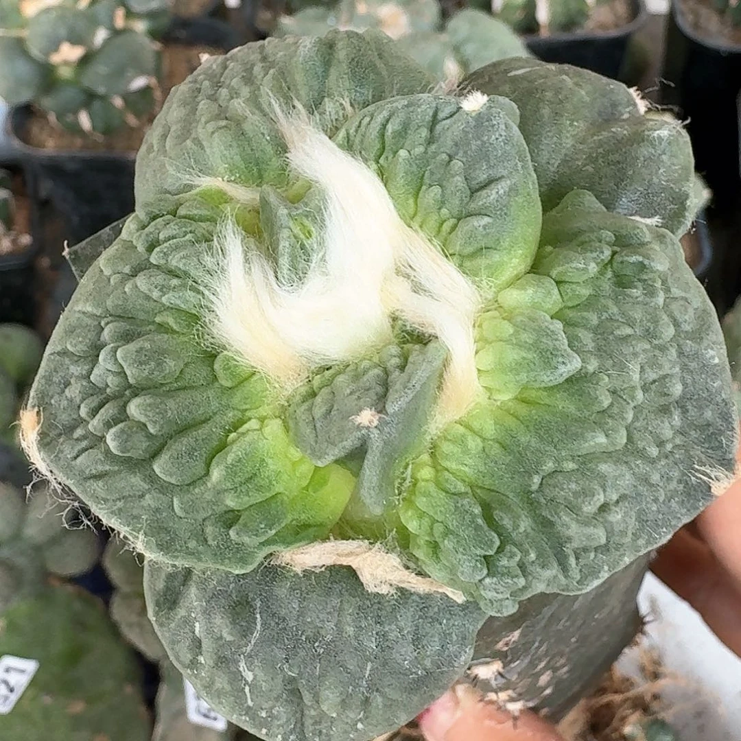 【闪购商品】无花朵大尤村主满叶怒670