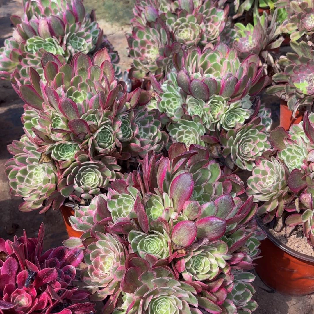 孔雀翎9.9法师多肉嫩