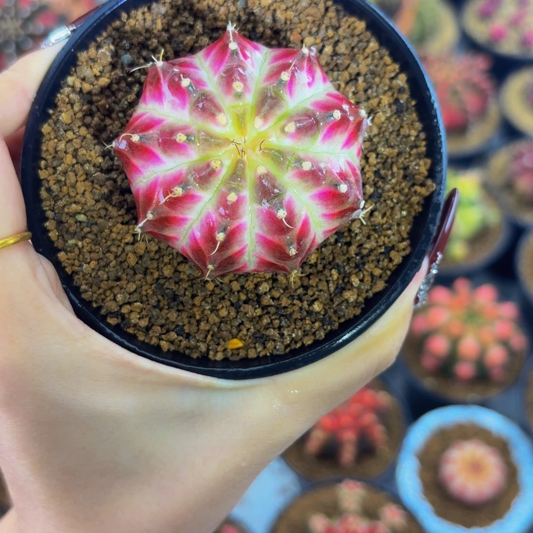 皇室轮回0000000000201