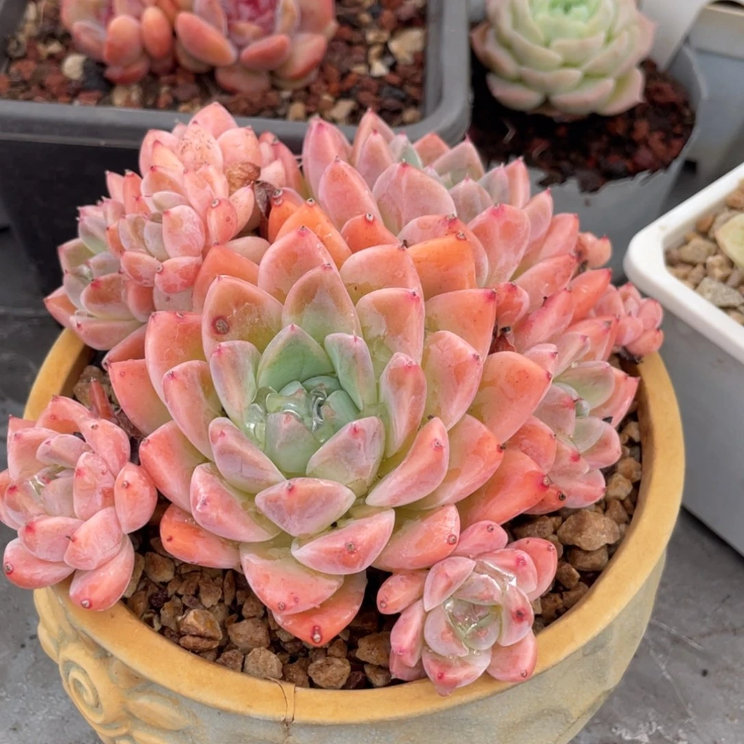 阿尔巴佳人大群生