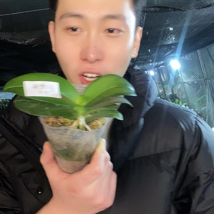 无花朵夏日黑莓蝴蝶兰