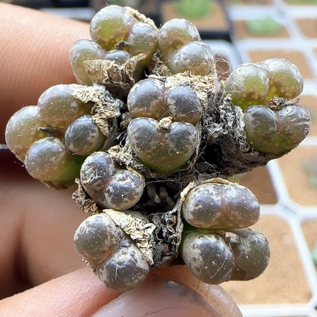 开播福利来啦39956