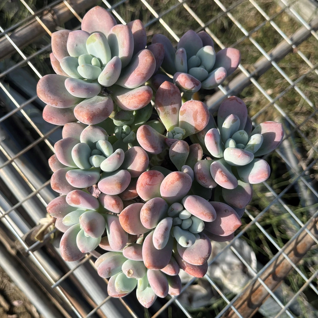 甜美多肉红洛神多肉植物越晒越红好看好养适合楼顶庭院种植