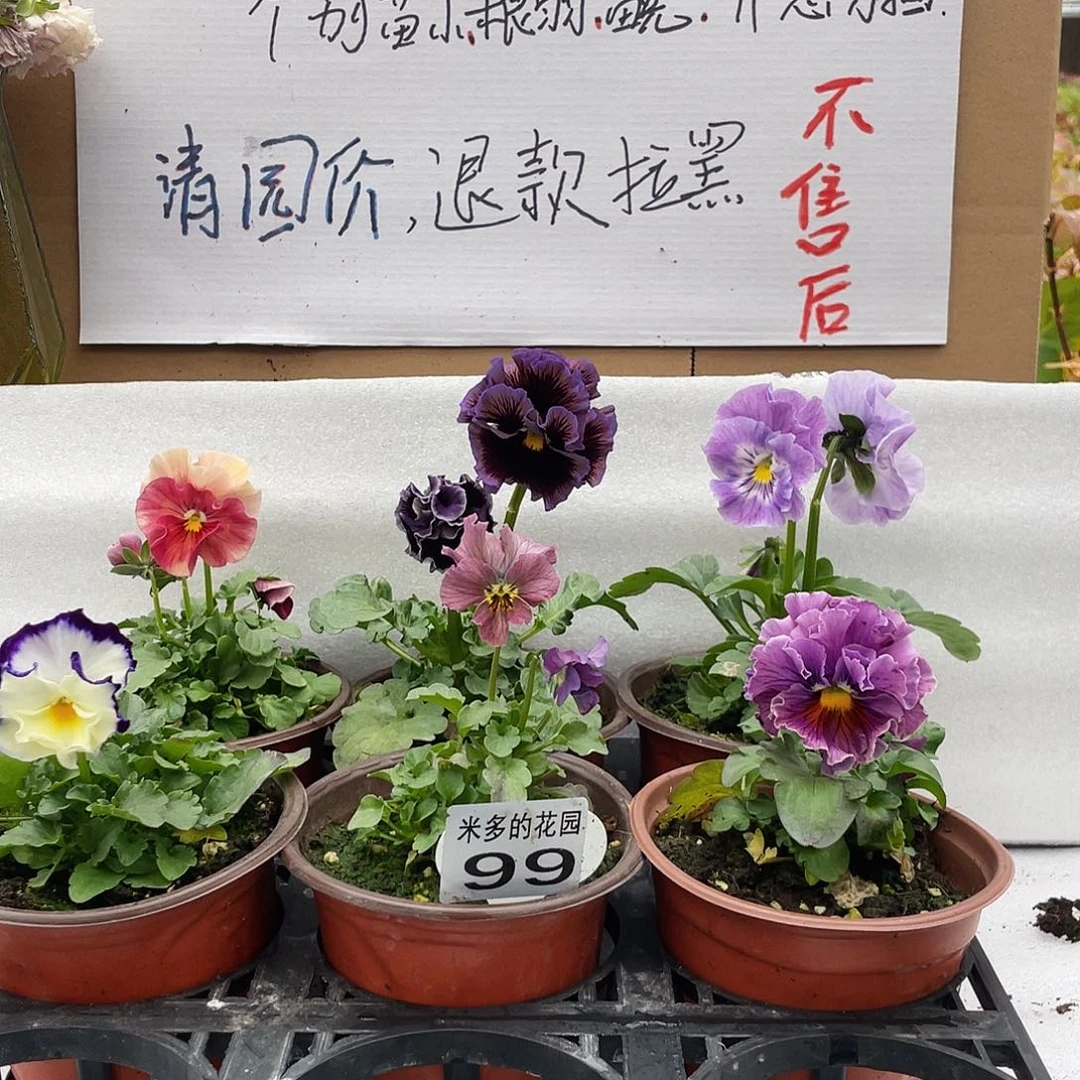 大部分花苞少量开放99