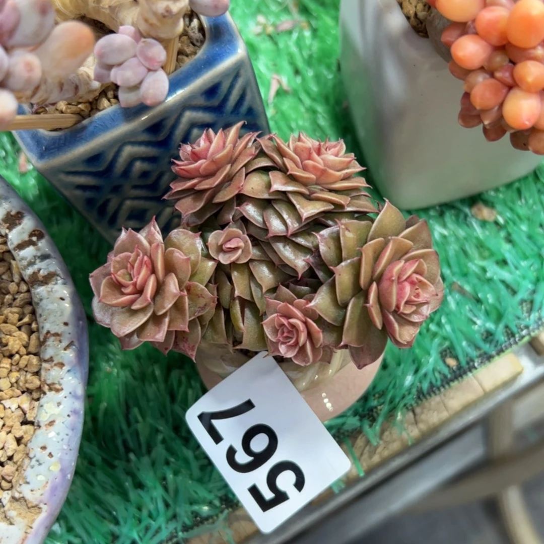 567 满38包邮一物一拍