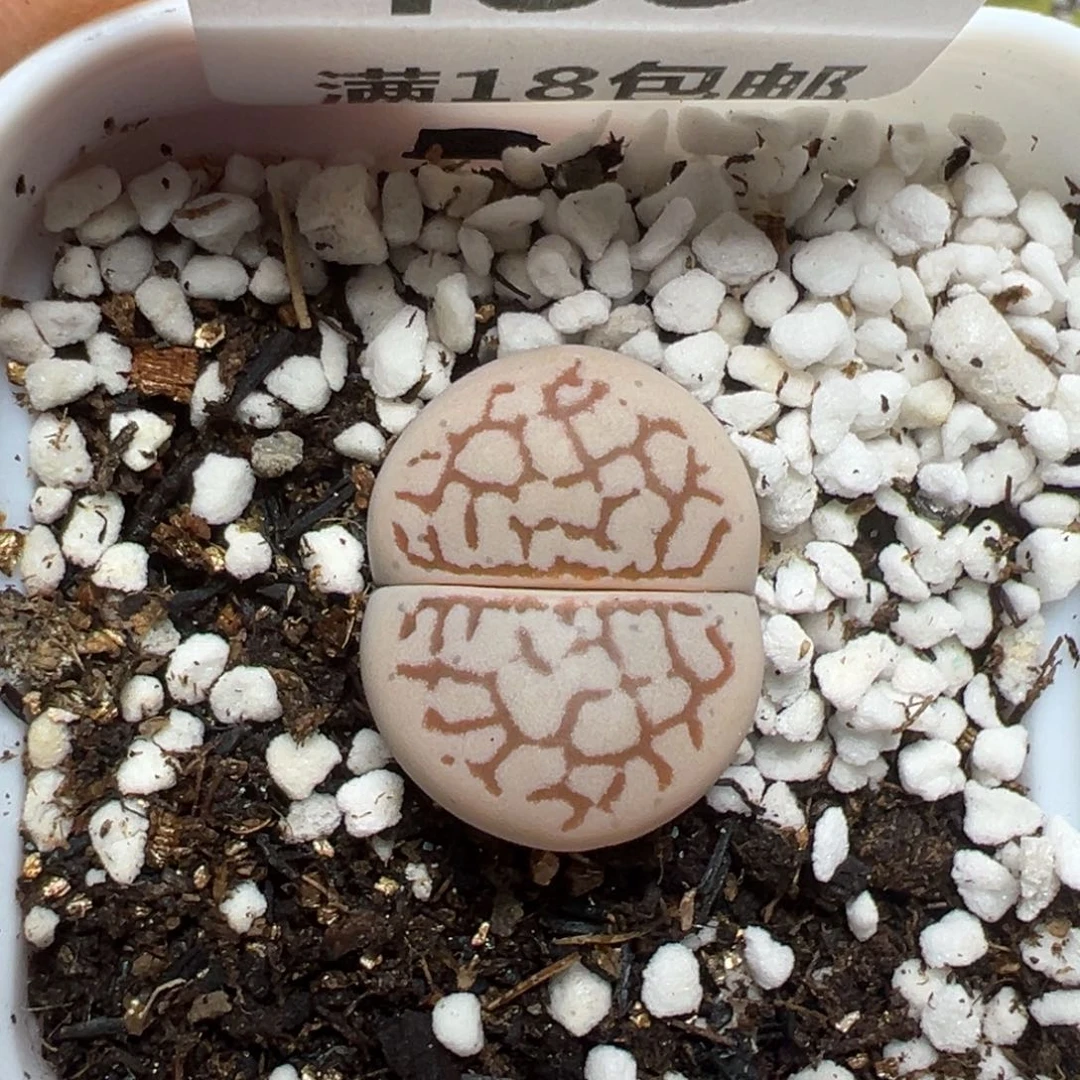 【闪购商品】488……