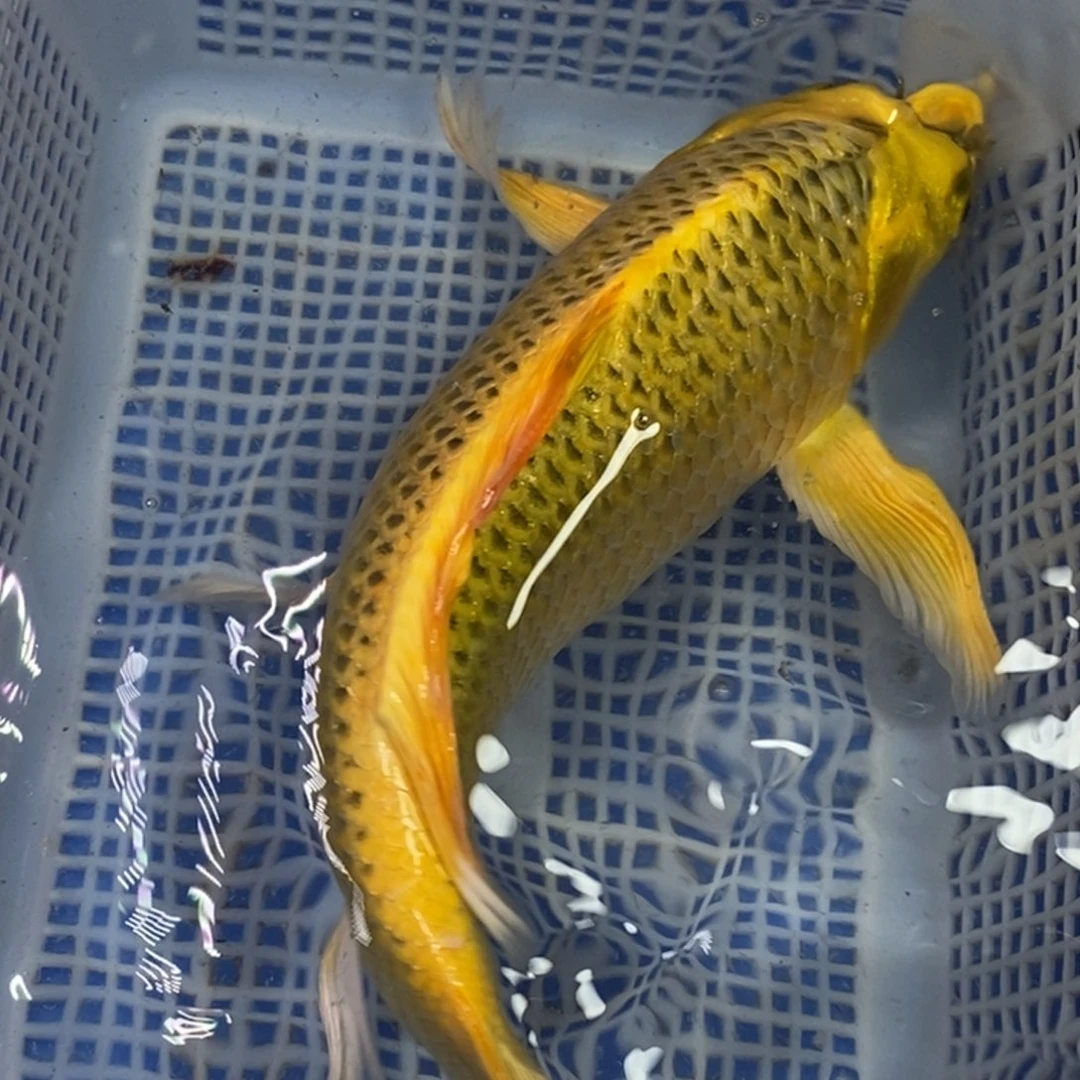 锦鲤冷水锦鲤包邮