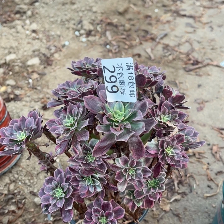 299白婚纱手捧1号