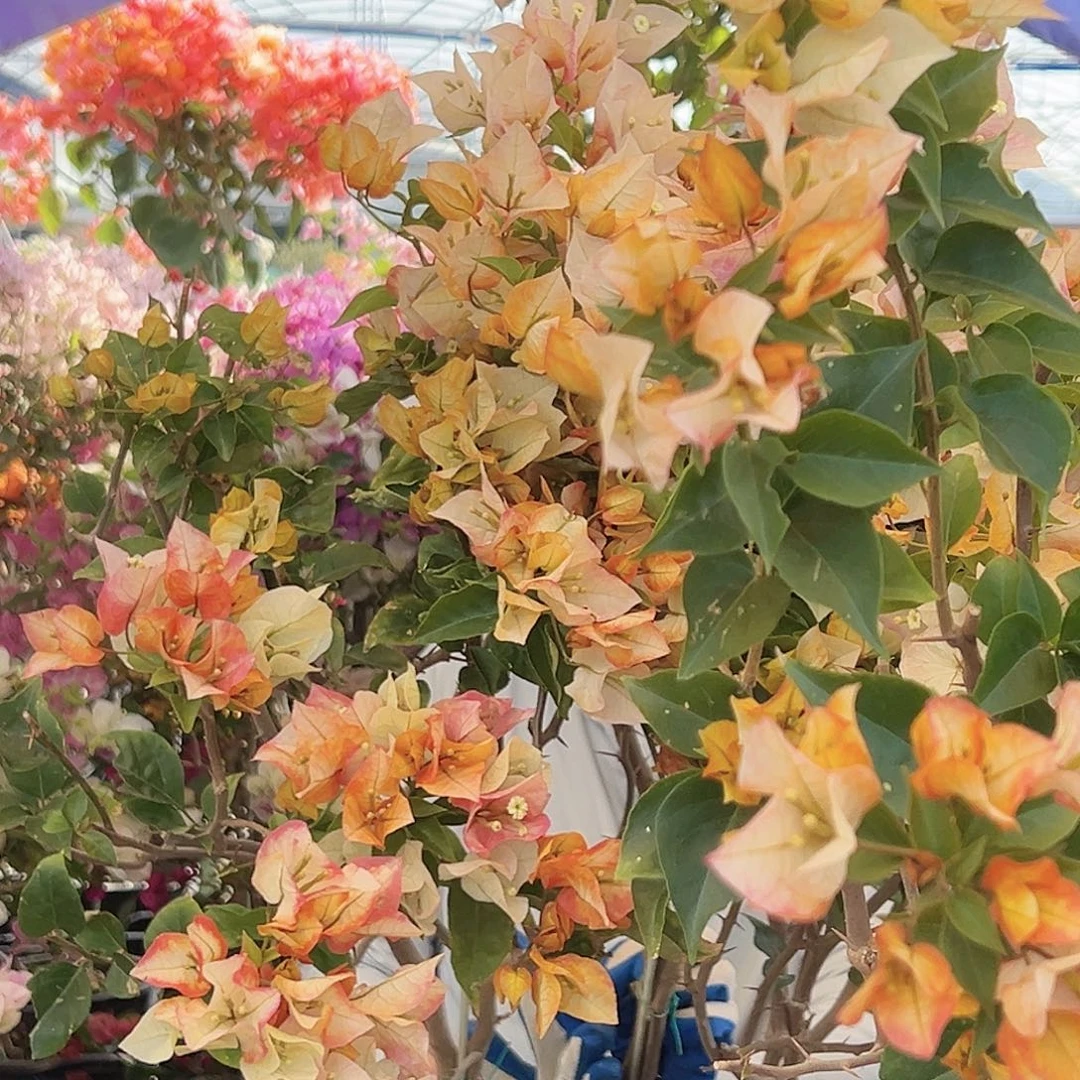 大部分花苞少量开放浅彩虹棒棒糖带竹一棵