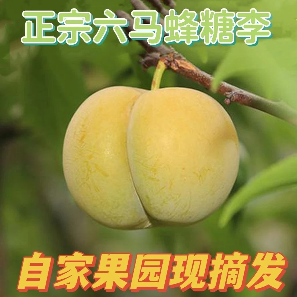 贵州六马正宗蜂糖李新鲜脆甜多汁现摘现发顺丰空运