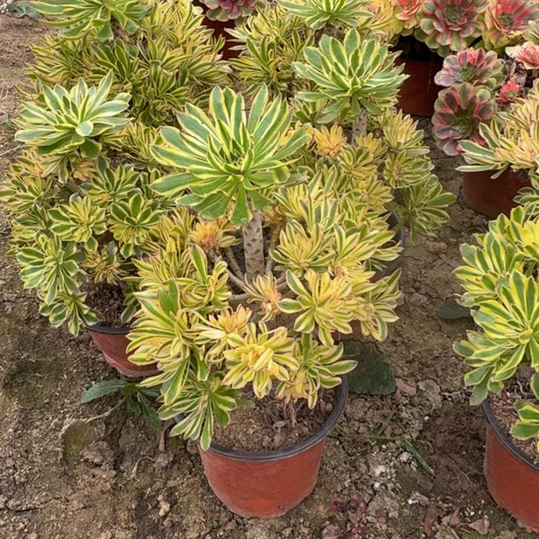 夕颜一个。多肉植物