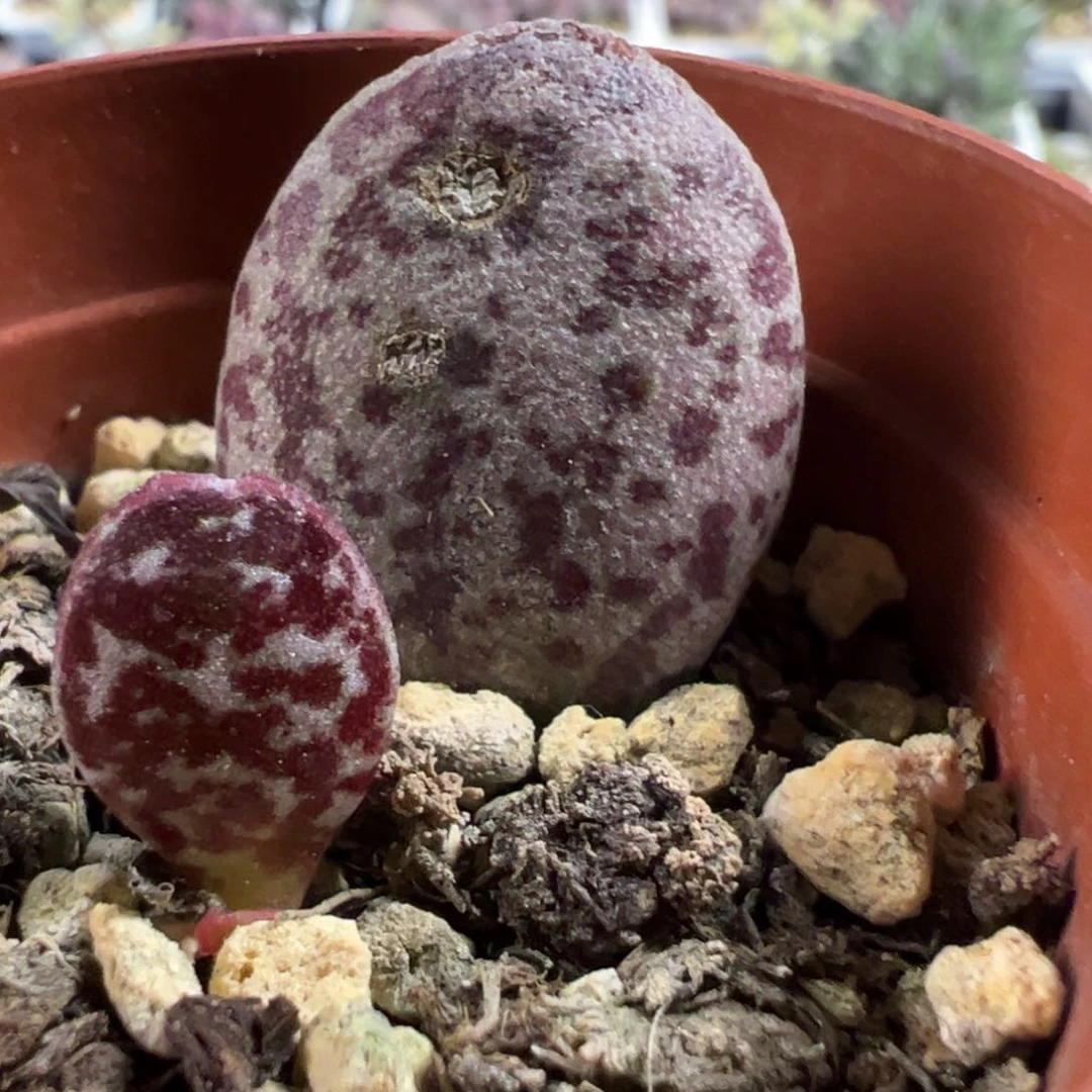 特价母叶有点干皮红斑马蛋大苗多肉植物