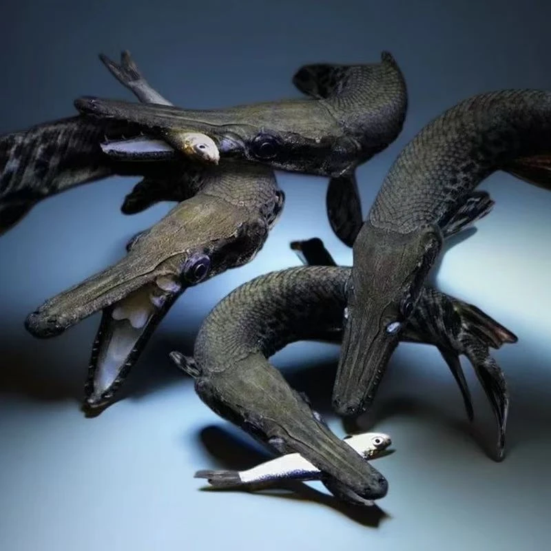 顺风包邮鳄雀鳝福鳄苗子好养耐活鳄雀善鱼苗猛鱼观赏热带鱼