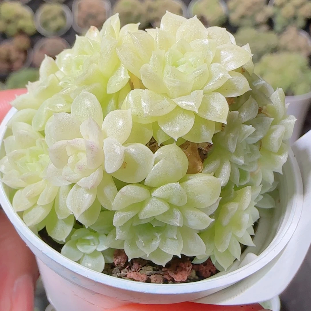 维***妮花语逸镜1030-397散