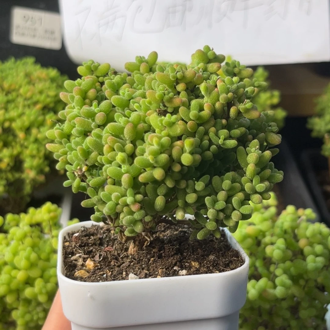 918蜜桔糖球小树