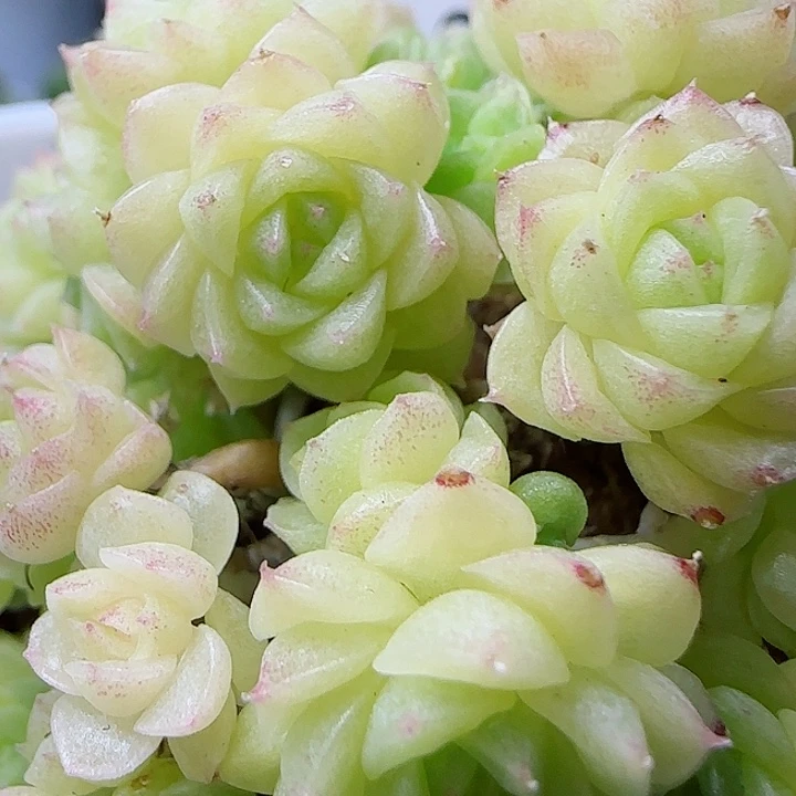 【闪购商品】0613-167珠光麦杆