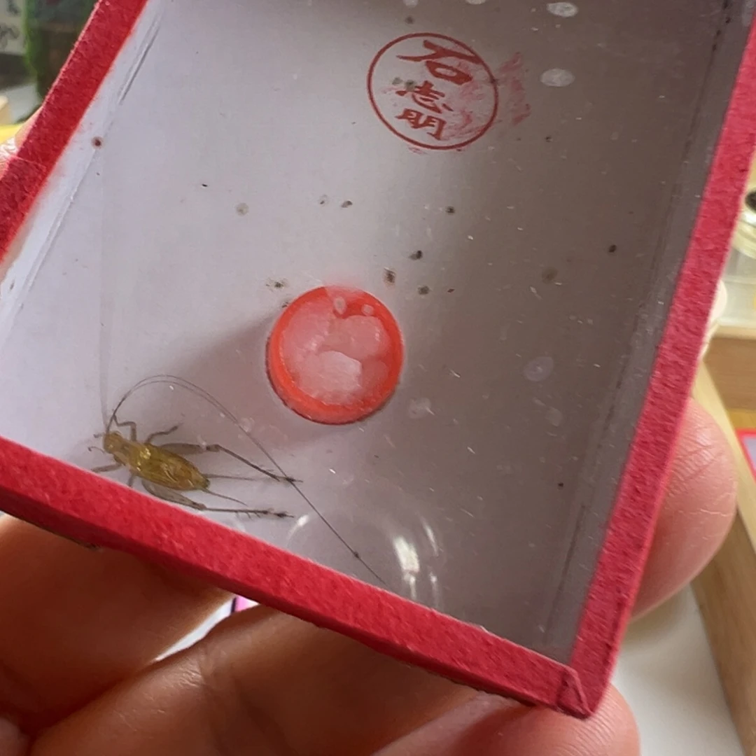 鱼***大蟋蟀一只石老师冬黄蛉