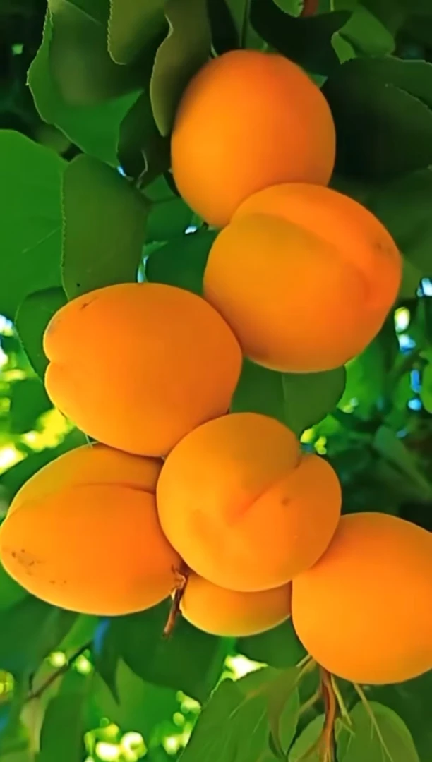 顺丰包邮山西贵妃红杏时令新鲜水果现摘现发酸甜爽口2斤4斤