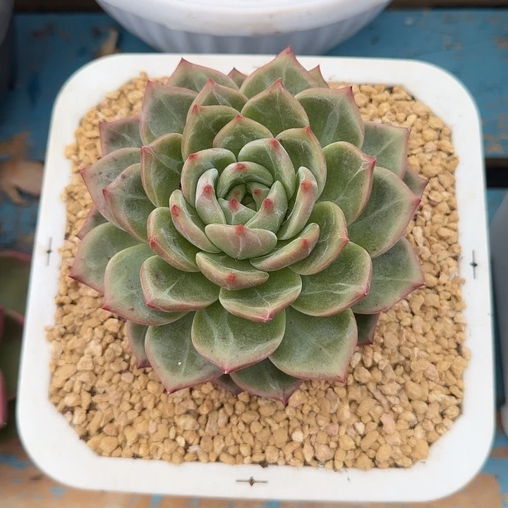 卡尔斯通38包邮一物一拍