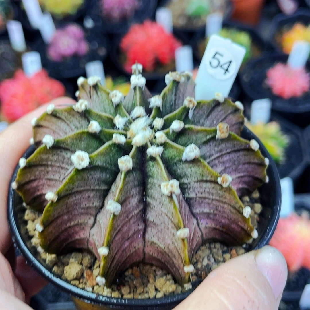 非偏远地区满25包邮仙人球